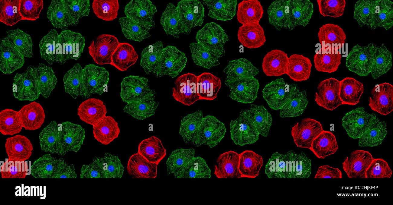 Genes editaron células de cerdo para xenotransplantar en humanos Foto de stock