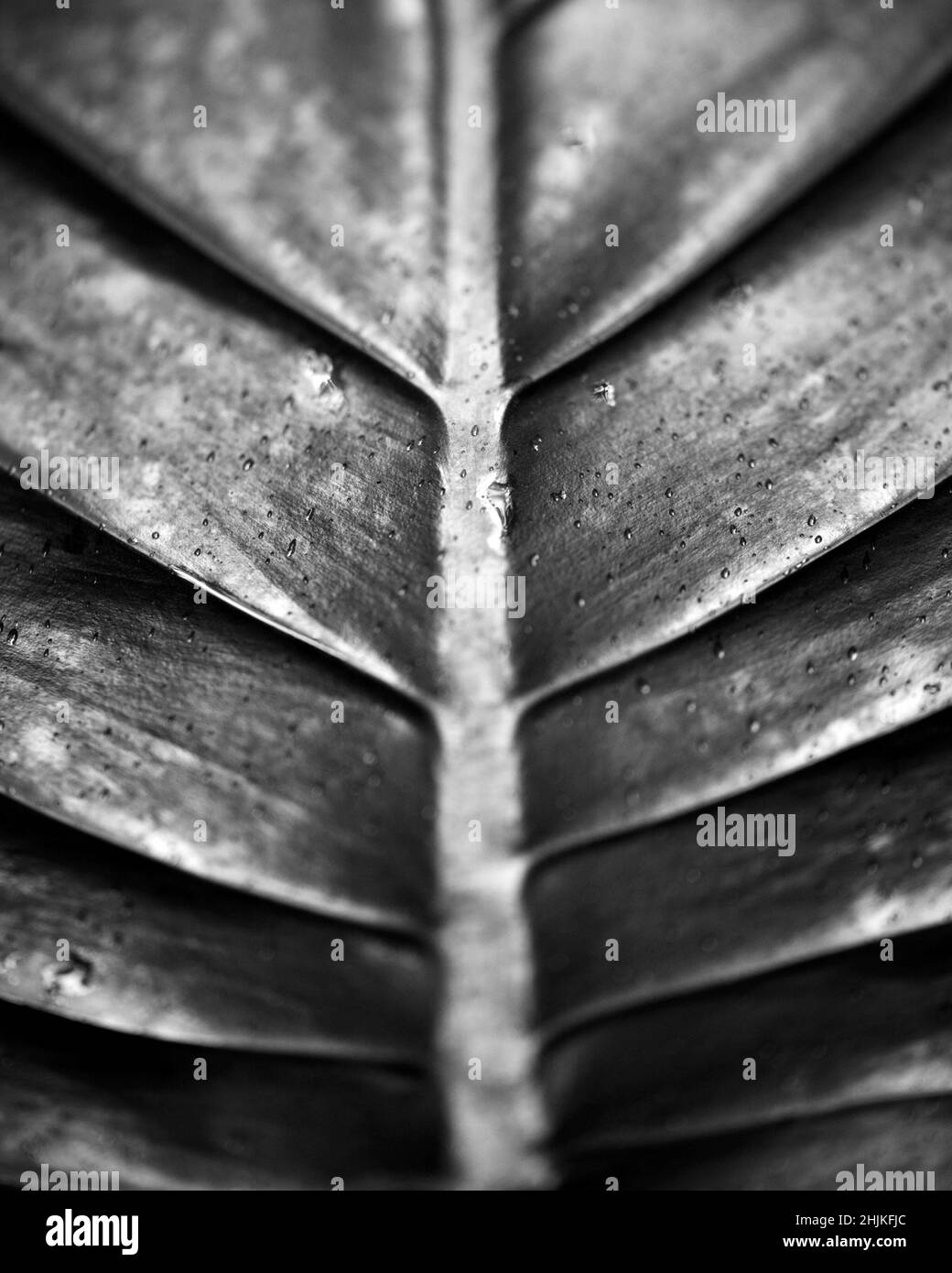 Macro disparo de simetría encontrado en plantas y naturaleza en la Reserva del Bosque Nuboso de Santa Elena Costa Rica. Foto de stock