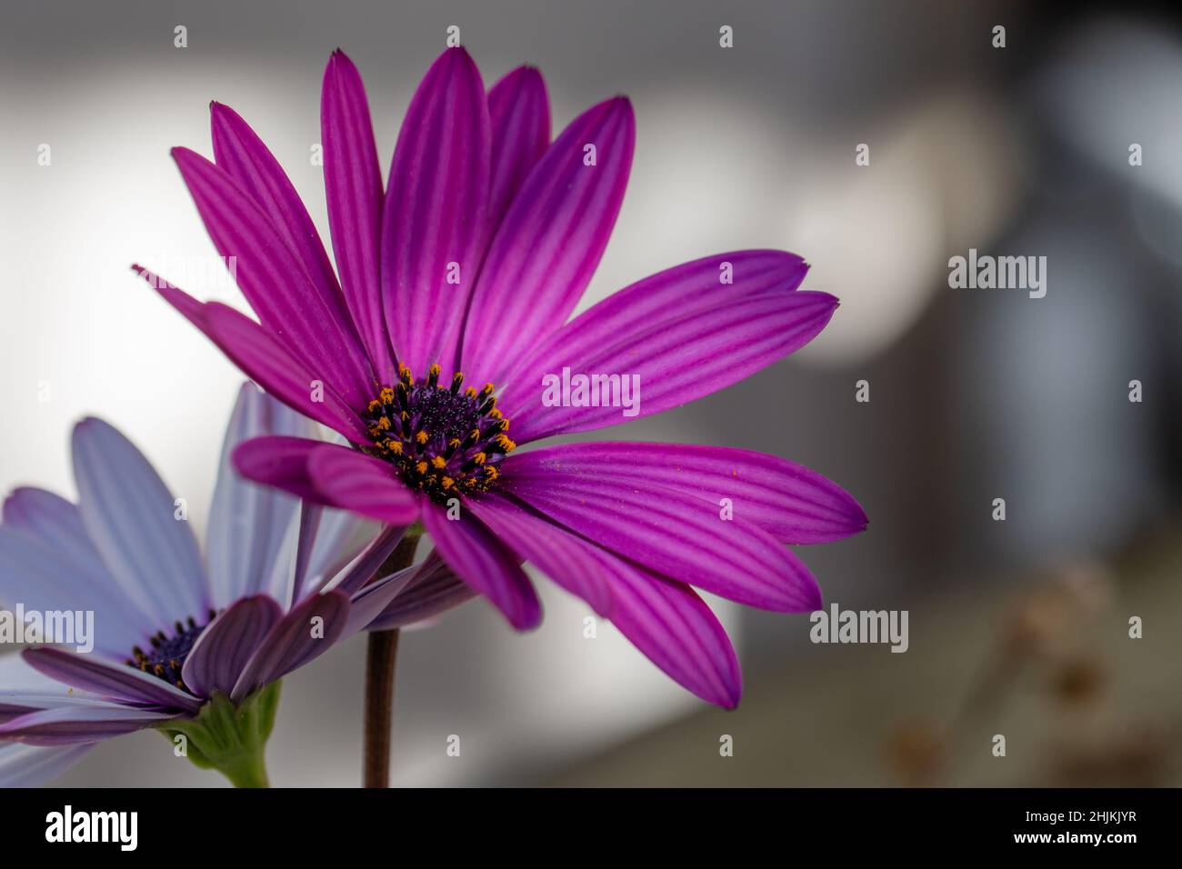 Fondo de pantalla alegre fotografías e imágenes de alta resolución - Alamy