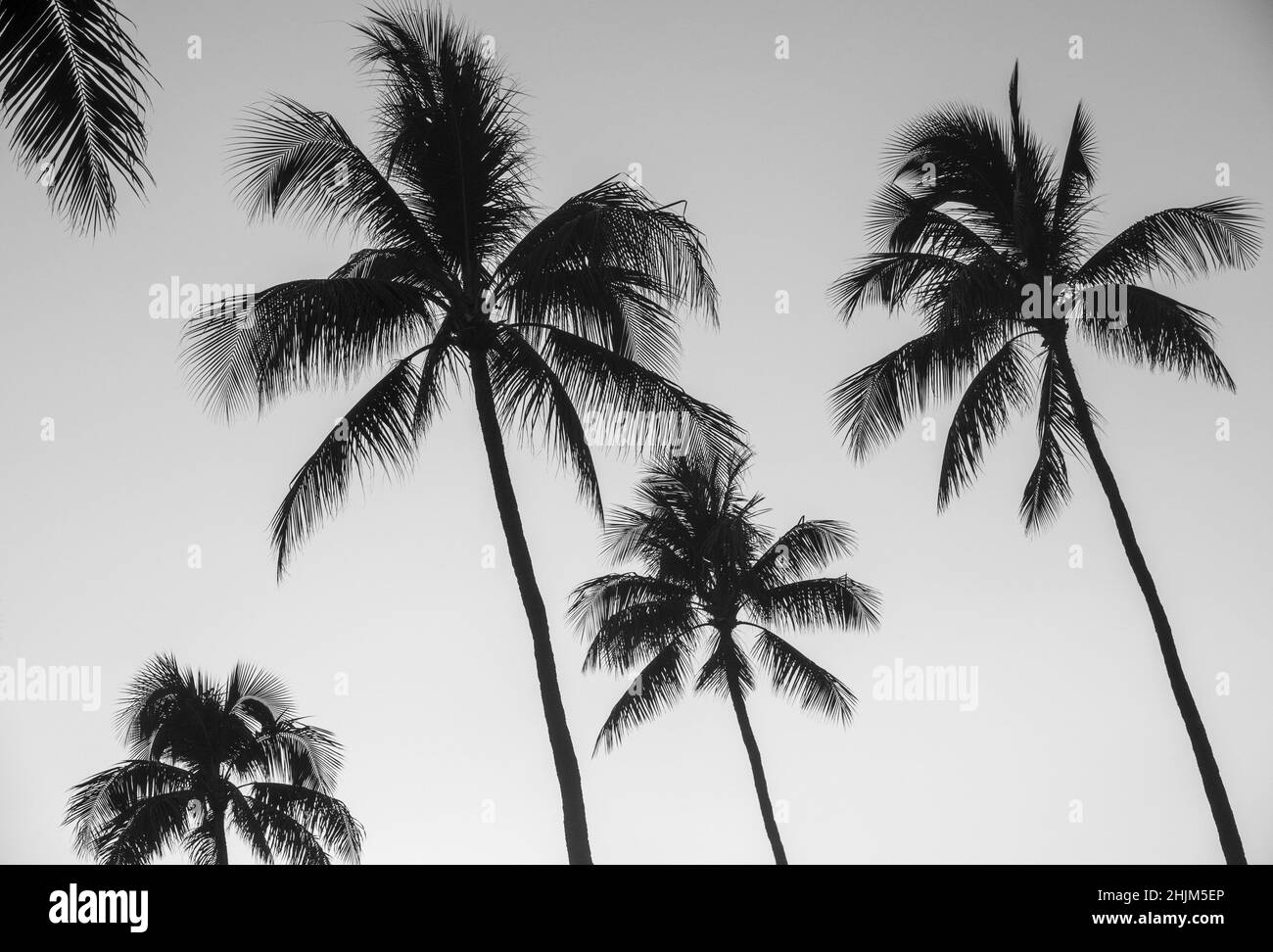 Una imagen monocromática de las hermosas palmeras en Waikiki, Hawai Foto de stock
