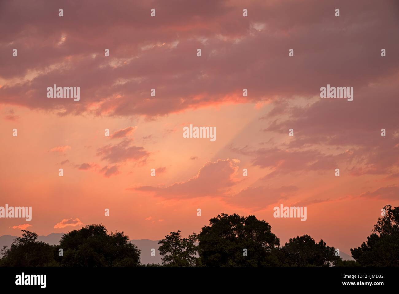puesta de sol en tonos pastel con nubes y árboles oscuros en primer plano Foto de stock