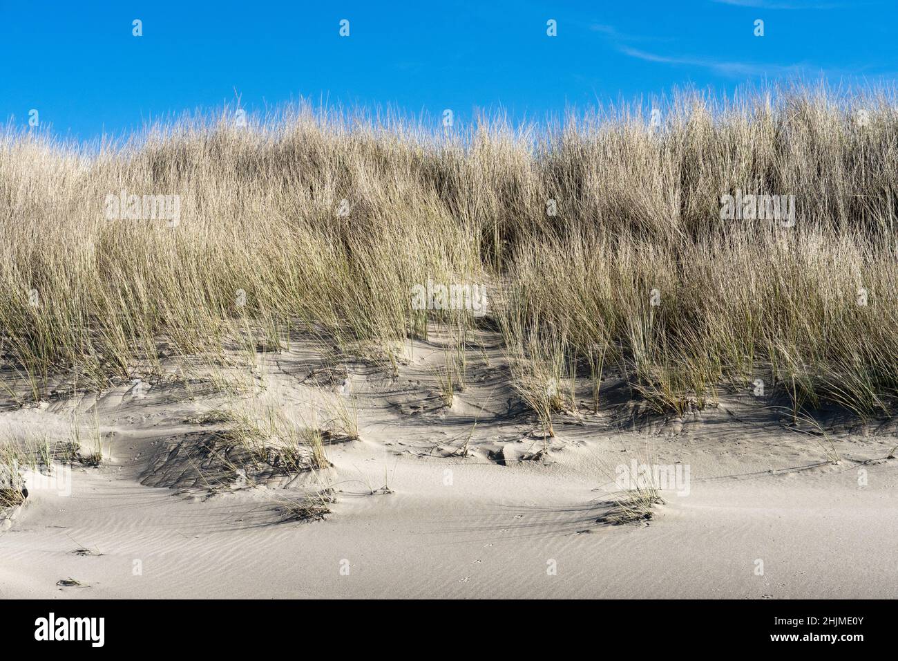 El pasto de playa europeo (Ammophila arenaria), un pasto invasor que ha estabilizado las dunas costeras, las dunas de Oregon, Estados Unidos Foto de stock