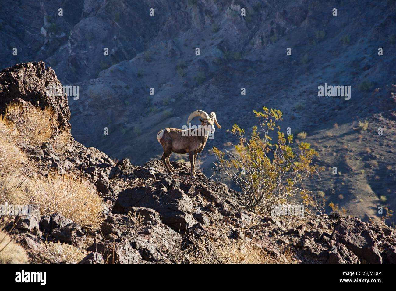 Carnero de oveja de cuerno del desierto en el borde de un pico en las Montañas Whipple del este de California Foto de stock