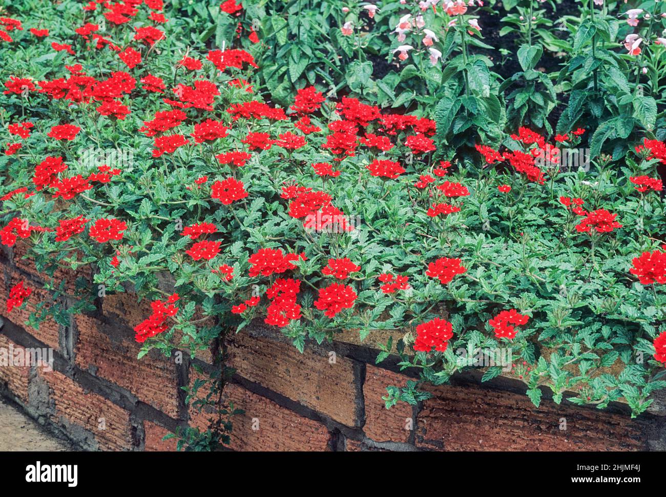 Verbena Cascada Roja en el borde herbáceo de las flores. Una alfombrilla de floración de verano que forma perenne perenne que es resistente a las heladas. Foto de stock