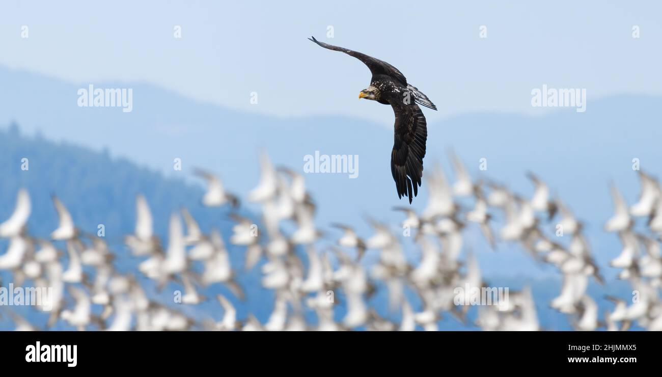 Un águila calva hace un giro por encima de un grupo de dunlin shorebords de pánico en el valle de Skagit del noroeste del Pacífico en invierno Foto de stock