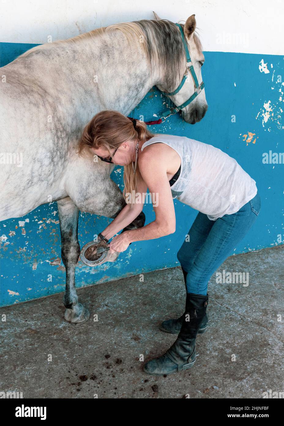 Mujer limpiando la pezuña de su caballo con un cepillo de alambre. Foto de stock