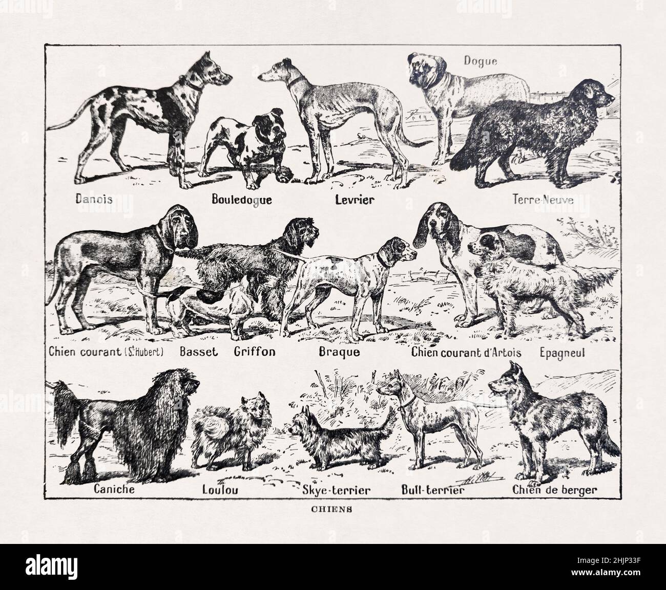 Ilustración antigua de Millot sobre perros impresa en 1899 en un diccionario francés. Foto de stock