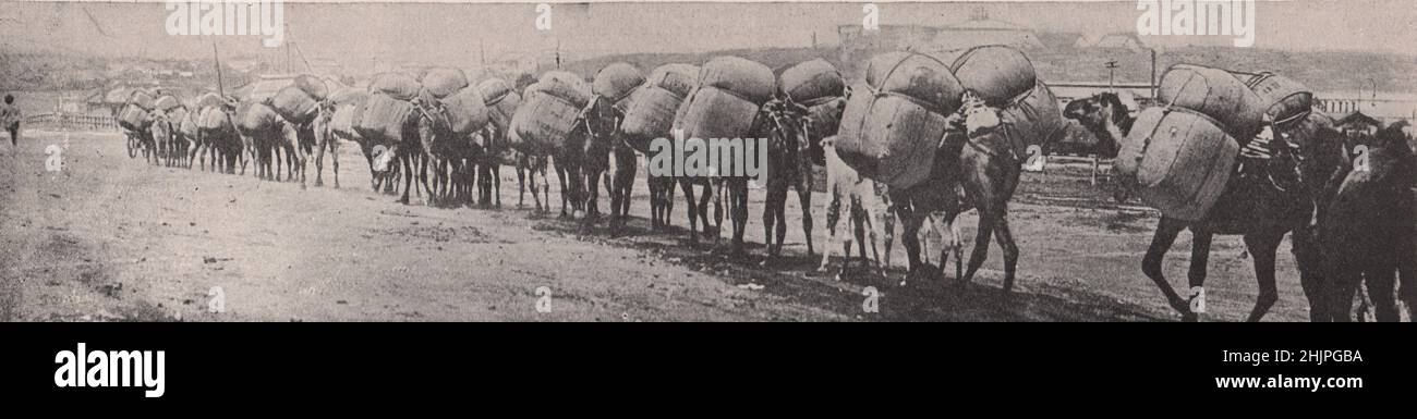 Camellos usados como animales de paquete en una tierra originalmente desconocida para su tipo. Australia (1923) Foto de stock