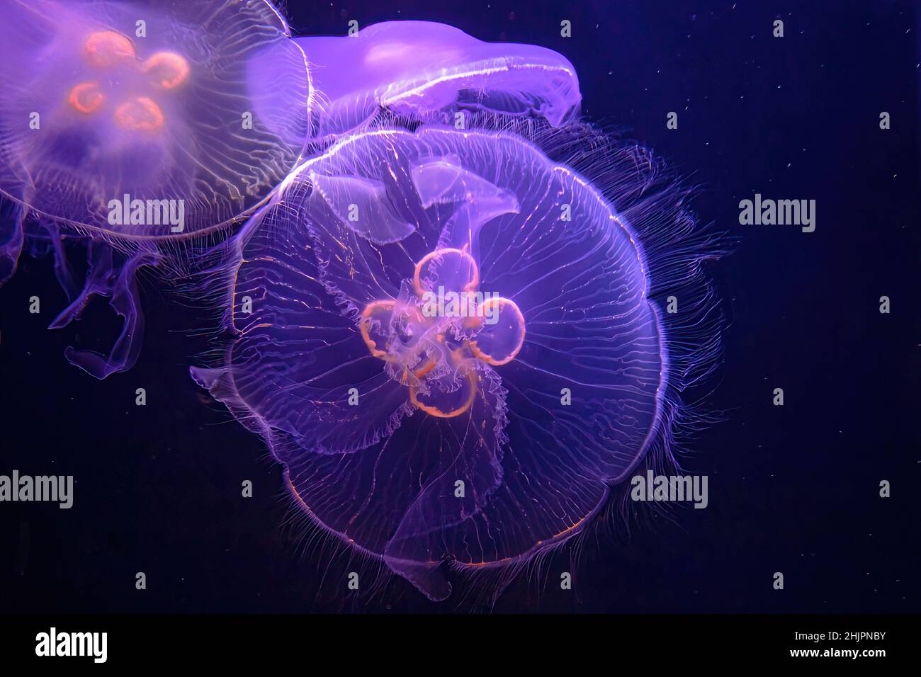 Primer plano de la Luna medusas de acuario flotando en el agua. Aurelia aurita especie que vive en aguas tropicales de la India, el Pacífico y el Atlántico Foto de stock