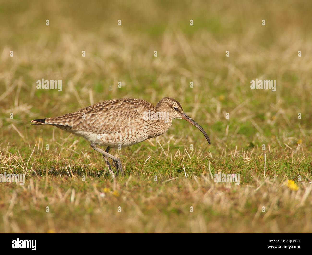 Whimbrel sobre el hábitat típico de alimentación en Uist del Norte, donde se detienen antes de continuar su migración. Foto de stock