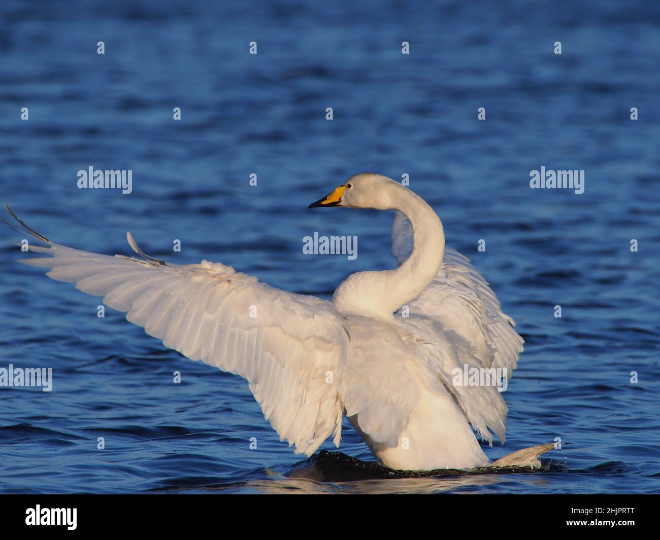 Este ave es uno de los cisnes whooper residentes ahora en las Hébridas Exteriores donde hay una pequeña pero creciente población de reproducción. Foto de stock