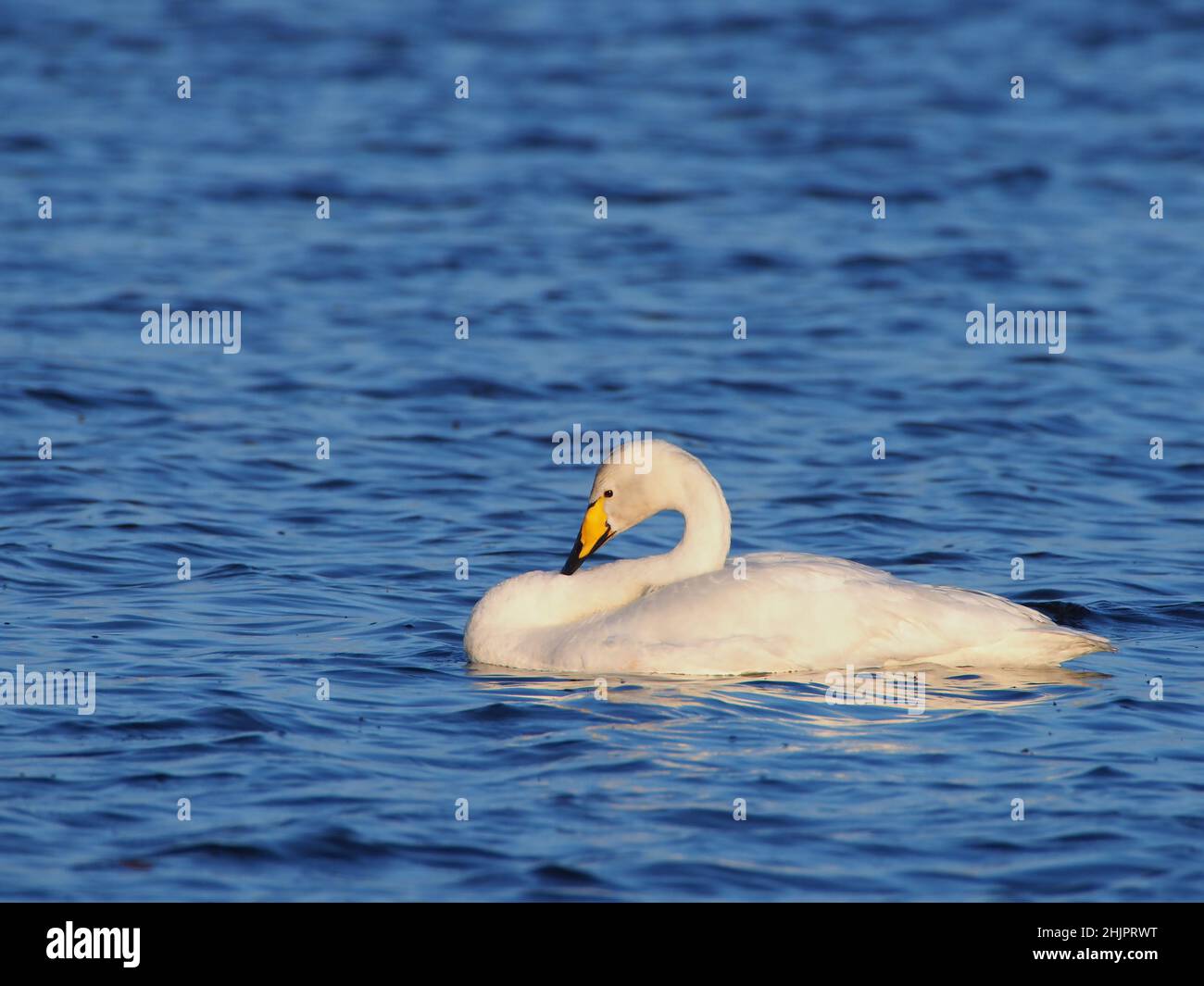 Este ave es uno de los cisnes whooper residentes ahora en las Hébridas Exteriores donde hay una pequeña pero creciente población de reproducción. Foto de stock