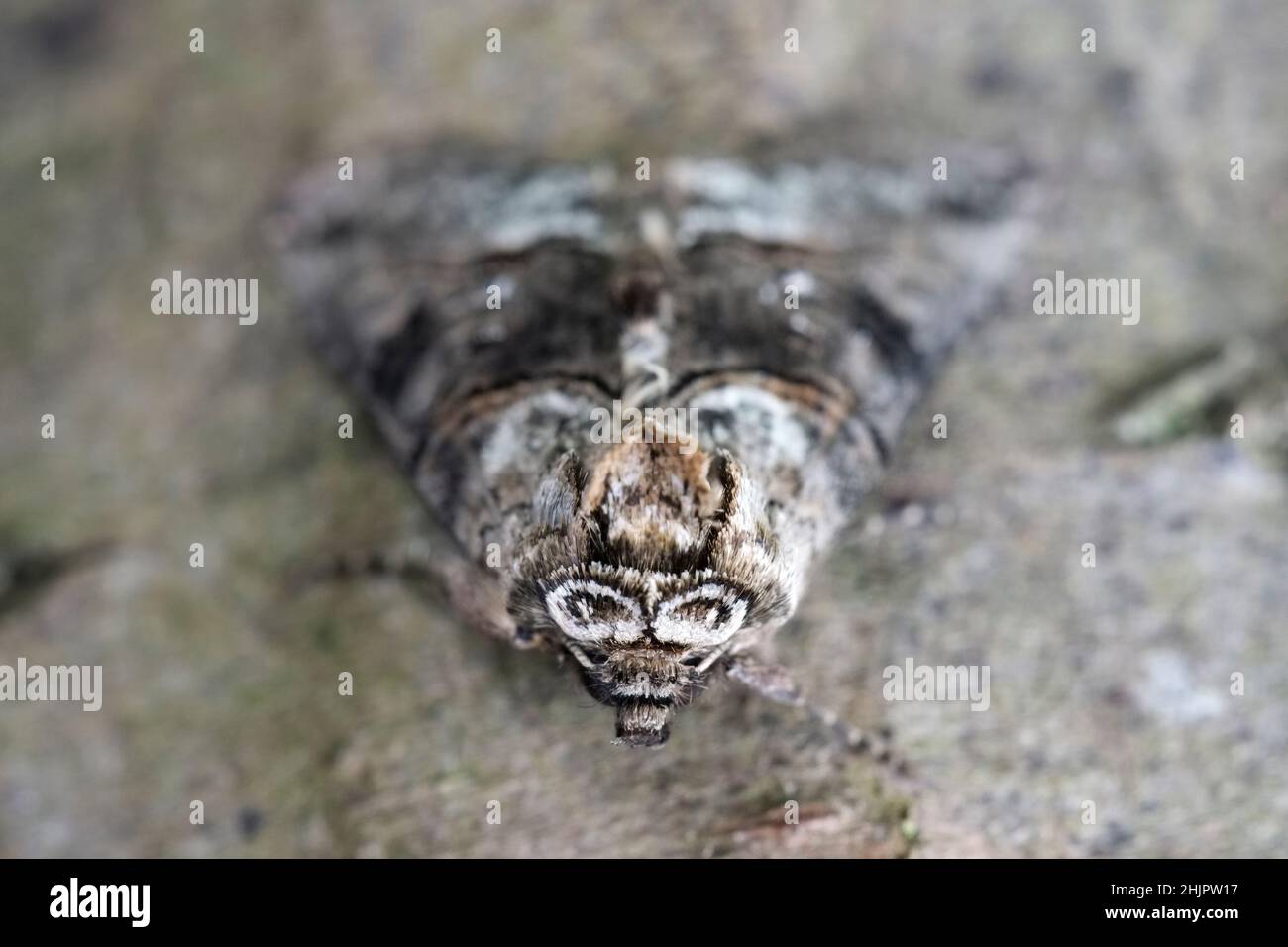 Abrostola tripartita, espectáculo Moth  Norfolk Reino Unido Foto de stock
