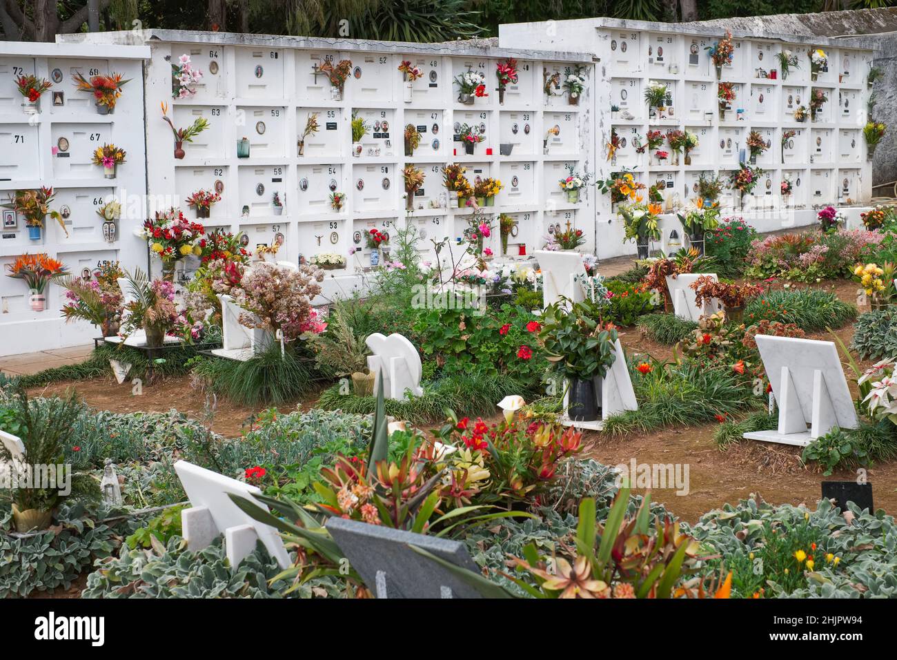 Flores en la pared Chalecos en el cementerio de Monte Funchal Madeira Foto de stock