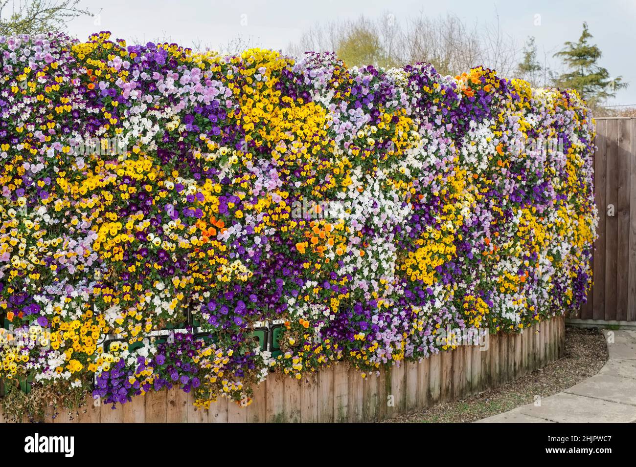 Violas plantadas para crear una pared vertical de flores vivas. Norfolk, Reino Unido Foto de stock