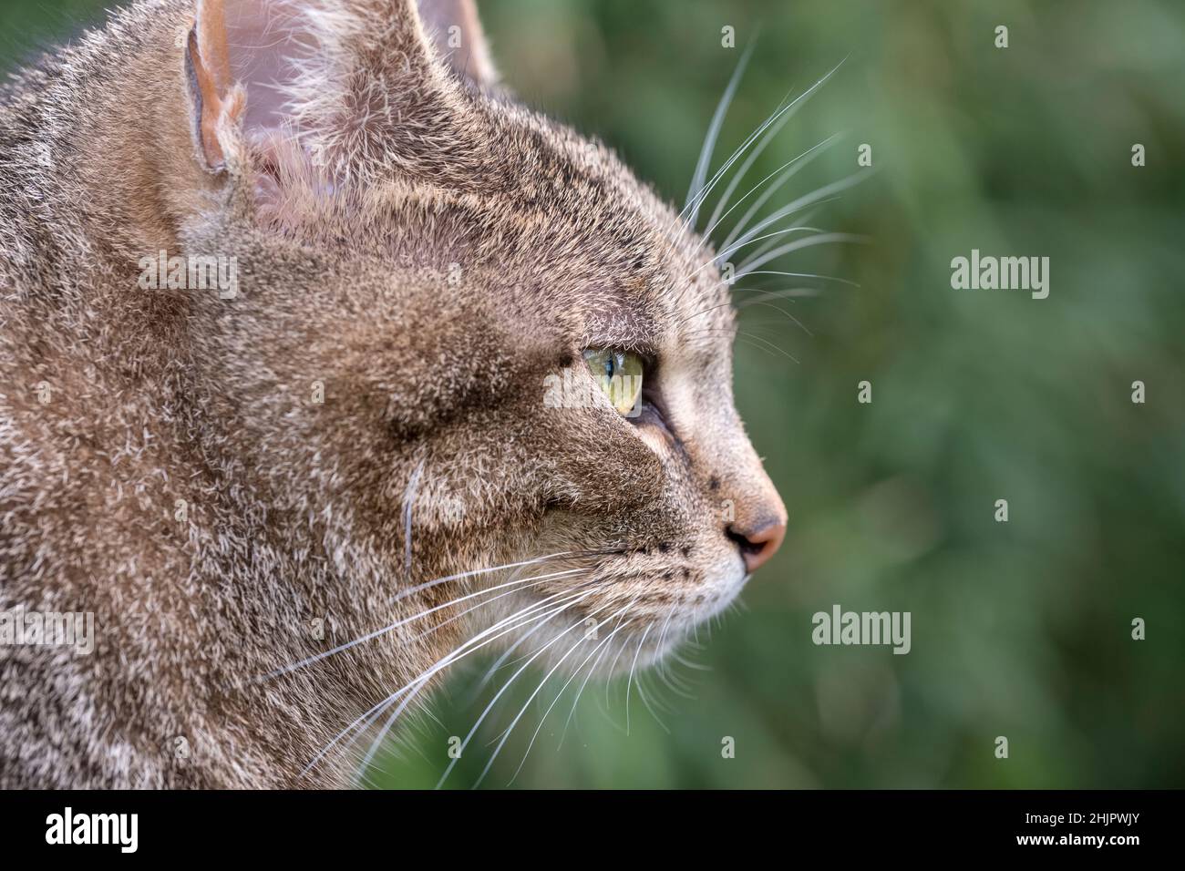 Retrato de gato tabby  Norfolk Reino Unido Foto de stock