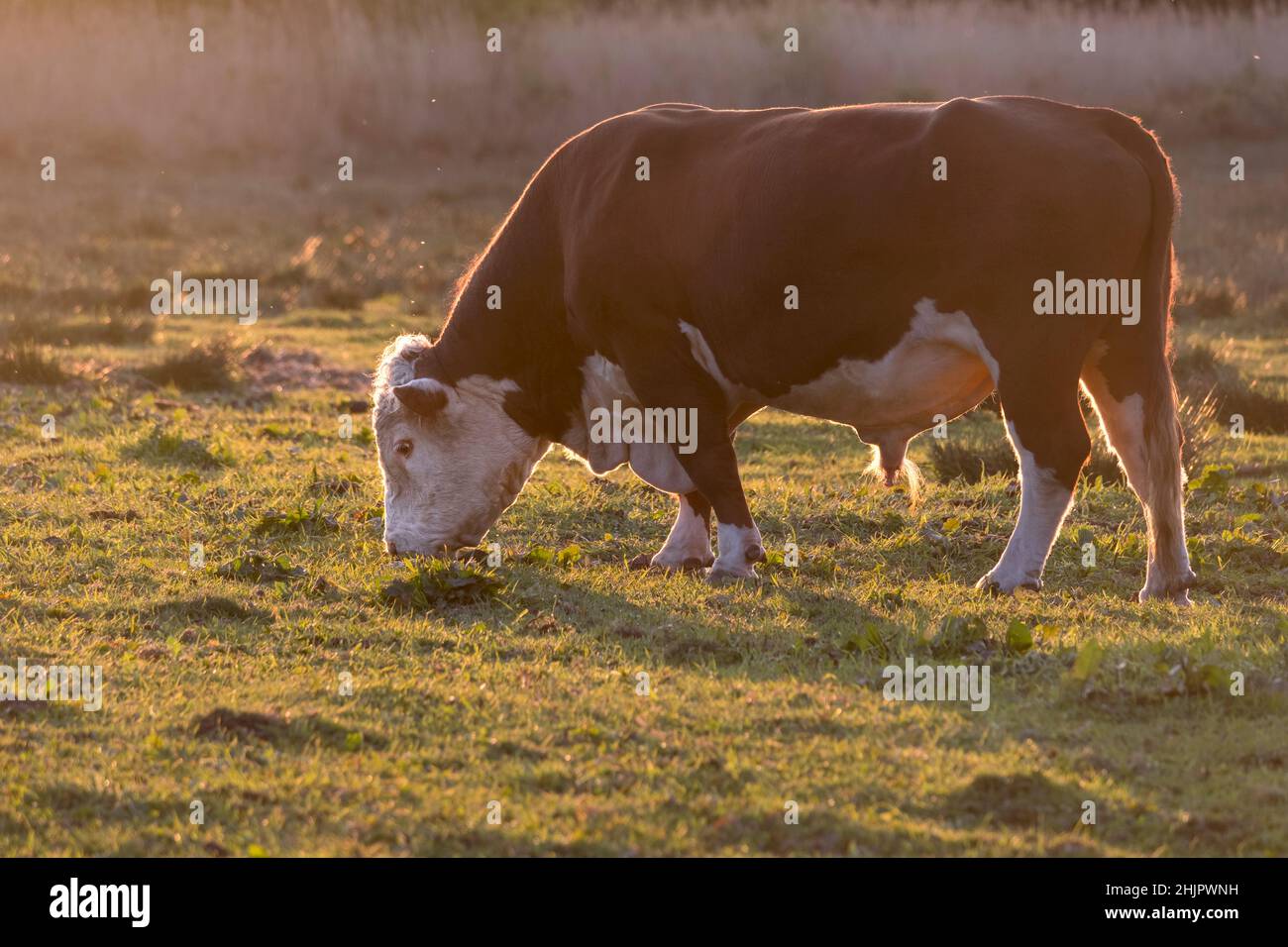 Hereford Bull en el pantano de pastoreo al atardecer  Norfolk Reino Unido Foto de stock