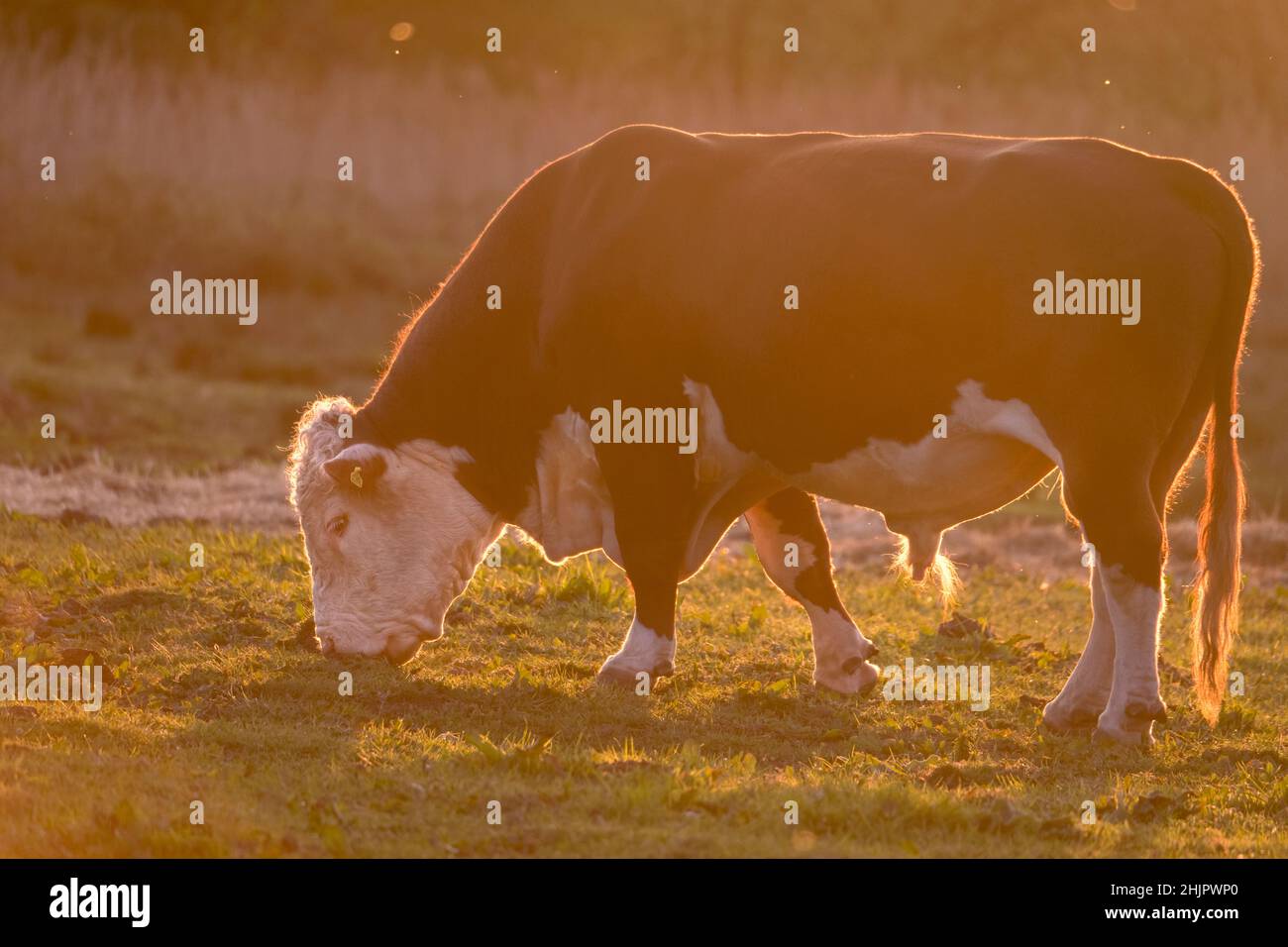 Hereford Bull en el pantano de pastoreo al atardecer  Norfolk Reino Unido Foto de stock