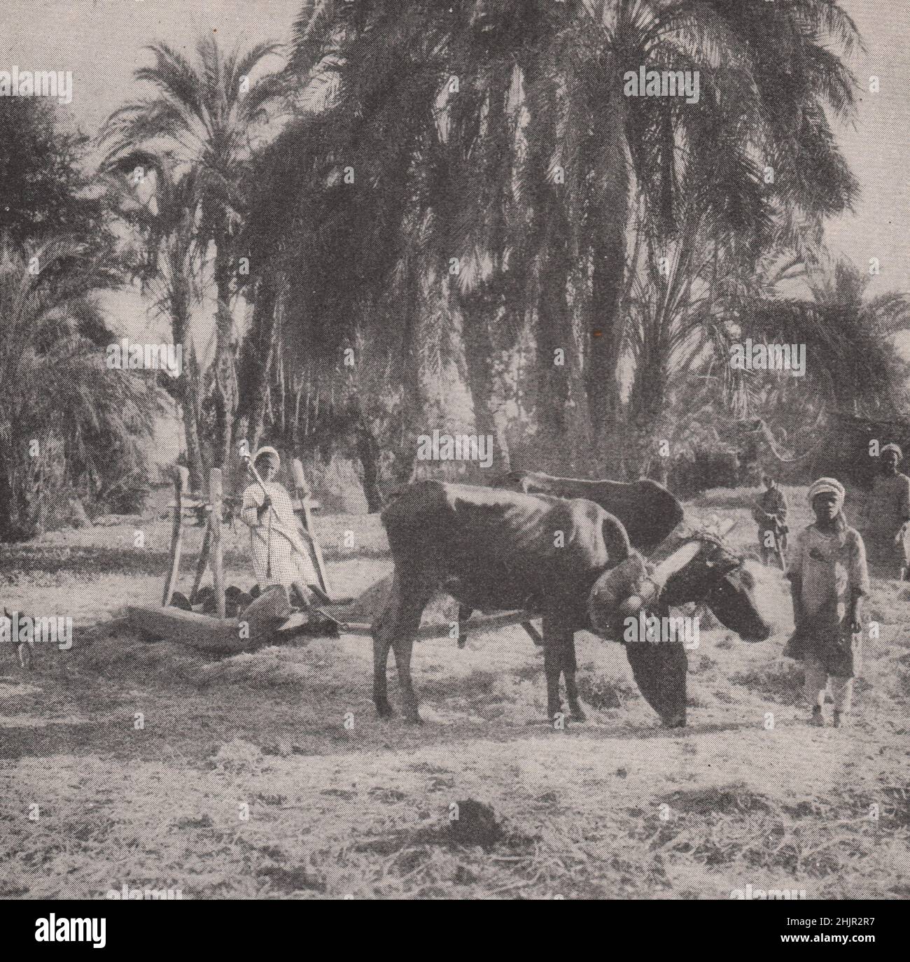 Trillar trigo en un oasis fértil del desierto. Egipto (1923) Foto de stock
