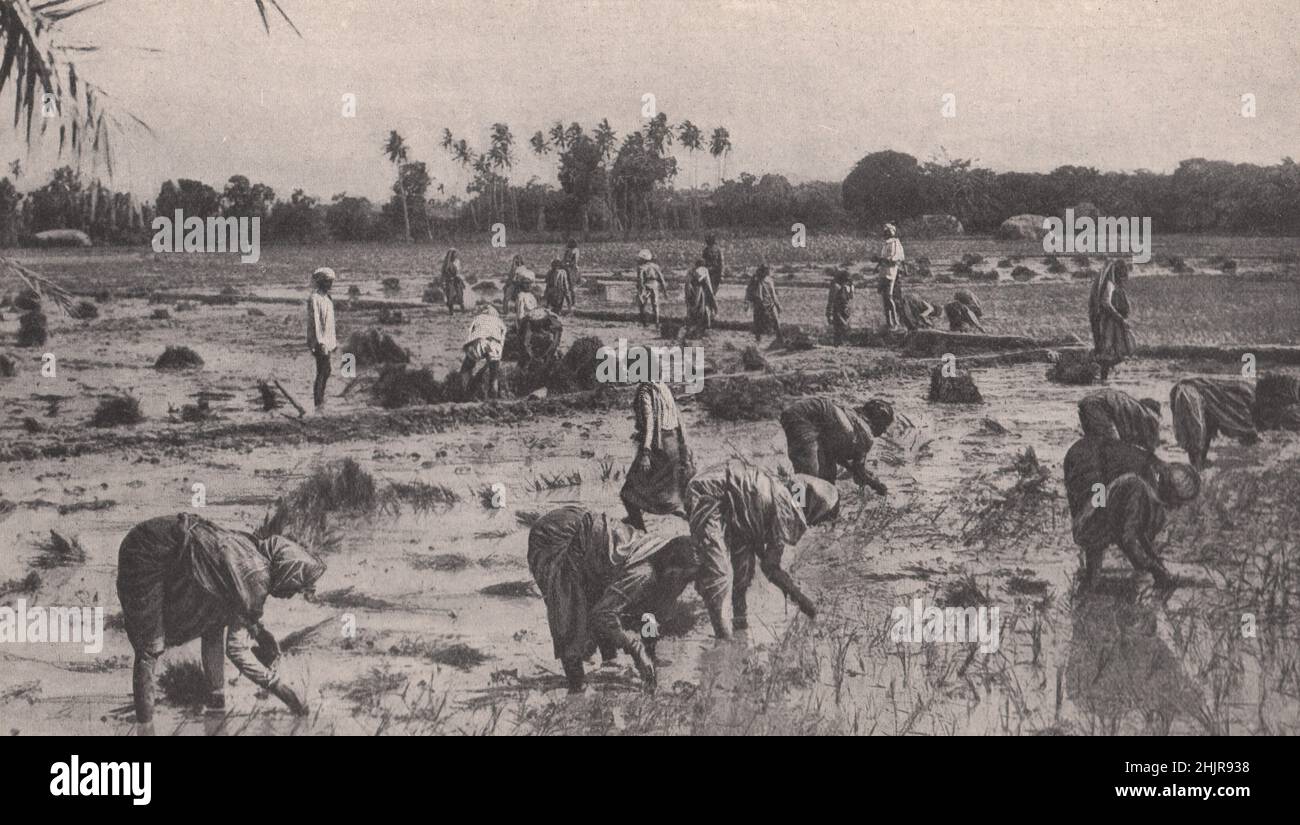 En los campos de paddy del sur de la India; plantando los plantones de arroz jóvenes a mano por separado. India Sur (1923) Foto de stock