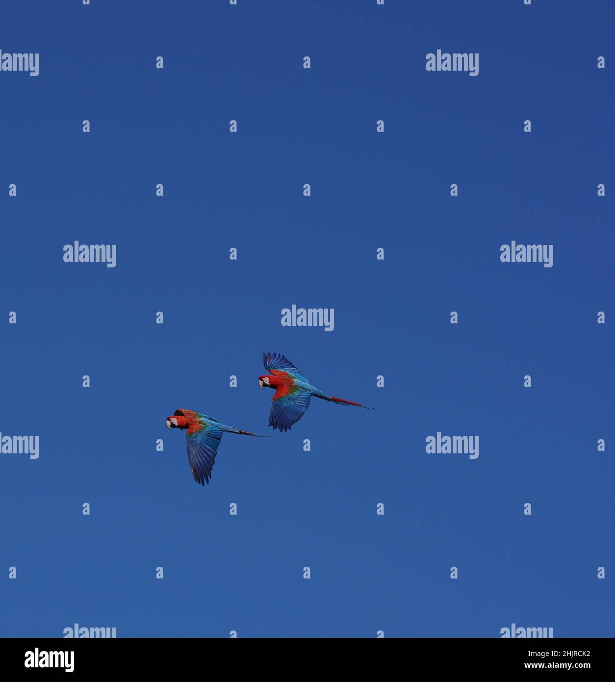 Disparo vertical de dos guacamayos en el cielo brillante con espacio de copia Foto de stock
