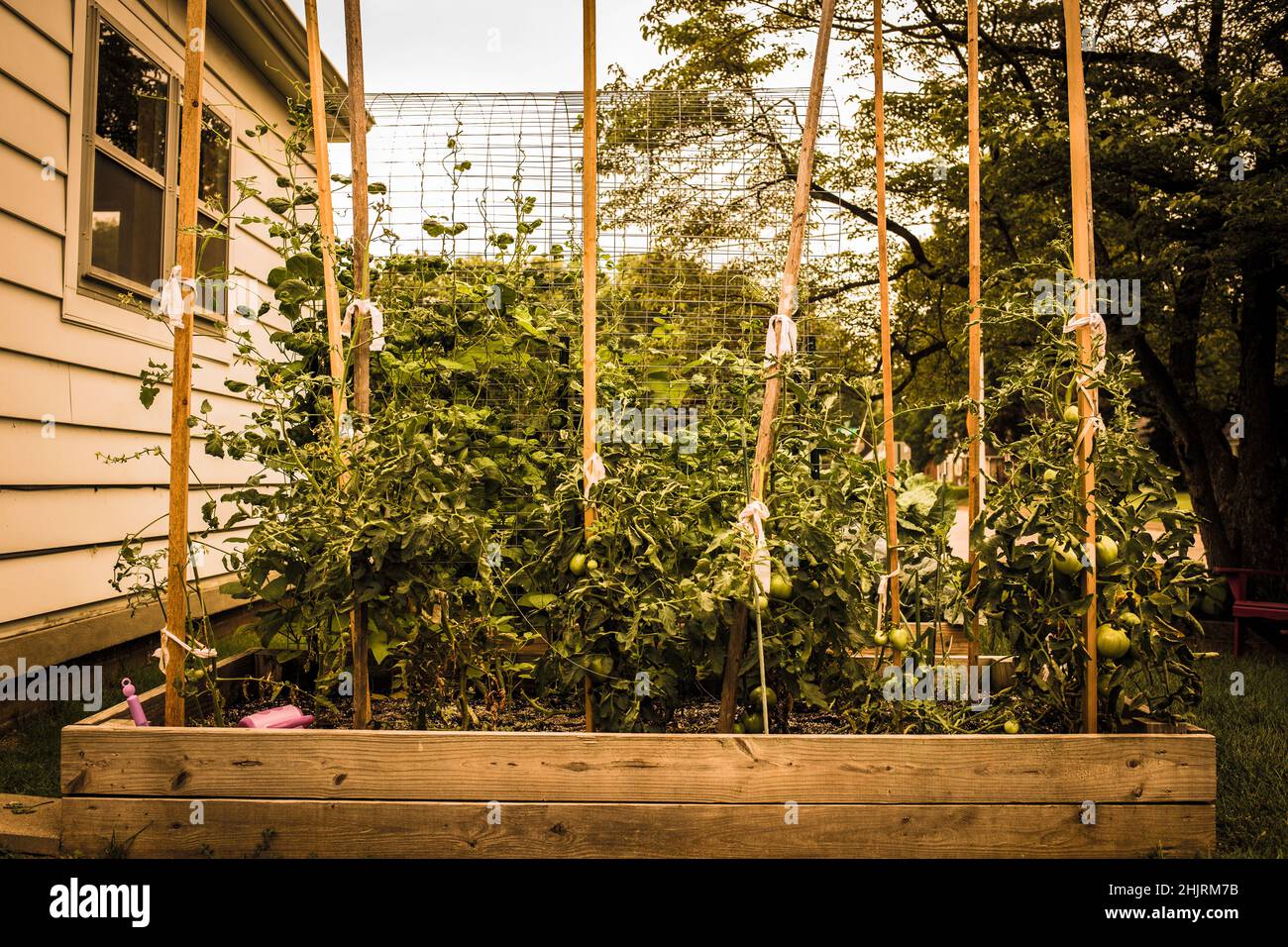 Un precioso y creciente jardín urbano elevado con un montón de verdes y verduras. Foto de stock