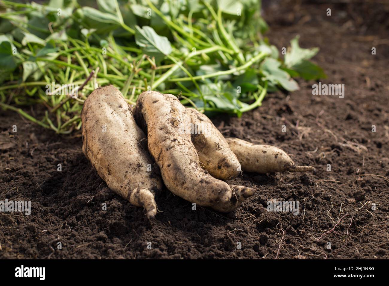 Las raíces grandes de la batata blanca se acercan a la tierra, con