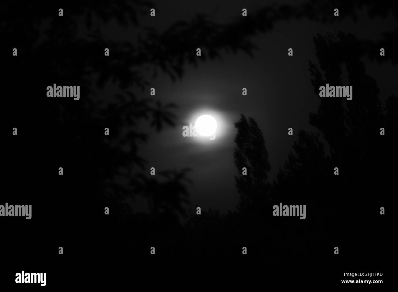 luna llena en el cielo nocturno entre los árboles en blanco y negro Foto de stock