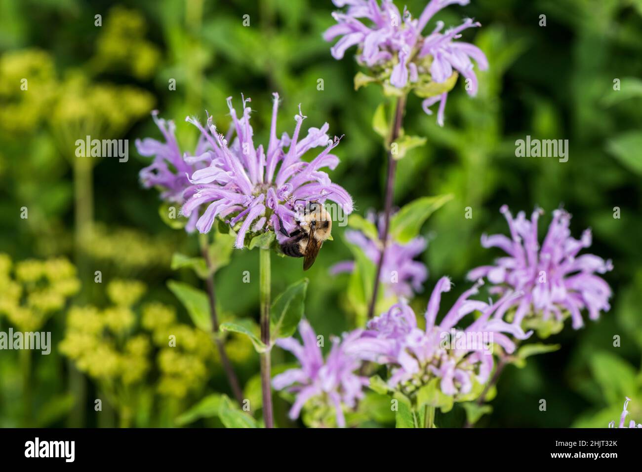 Bumblebee en bálsamo de abeja (Lamiaceae) Foto de stock