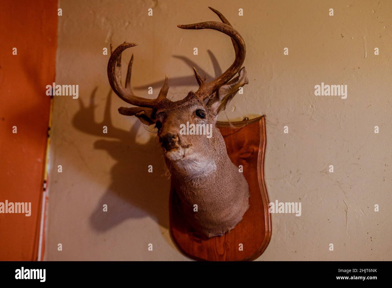 Cabeza de ciervo relleno colgando en la pared de la sala de estar en una  casa en la comunidad de Villa Juárez, Obregón, México. Taxidermia, tráfico  de animales, tráfico de piel, (Taxidermia),