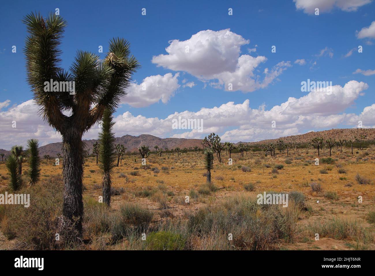 Los árboles extraños que cubren el desierto del Parque Nacional Joshua Tree en California en los Estados Unidos de América Foto de stock