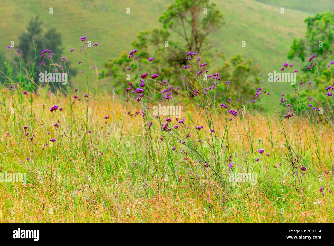 Púrpura-top o Buenos Ayres verbena (Verbena bonariensis) creciendo en un paddock cerca en la región de Nueva Gales del Sur, Australia Foto de stock