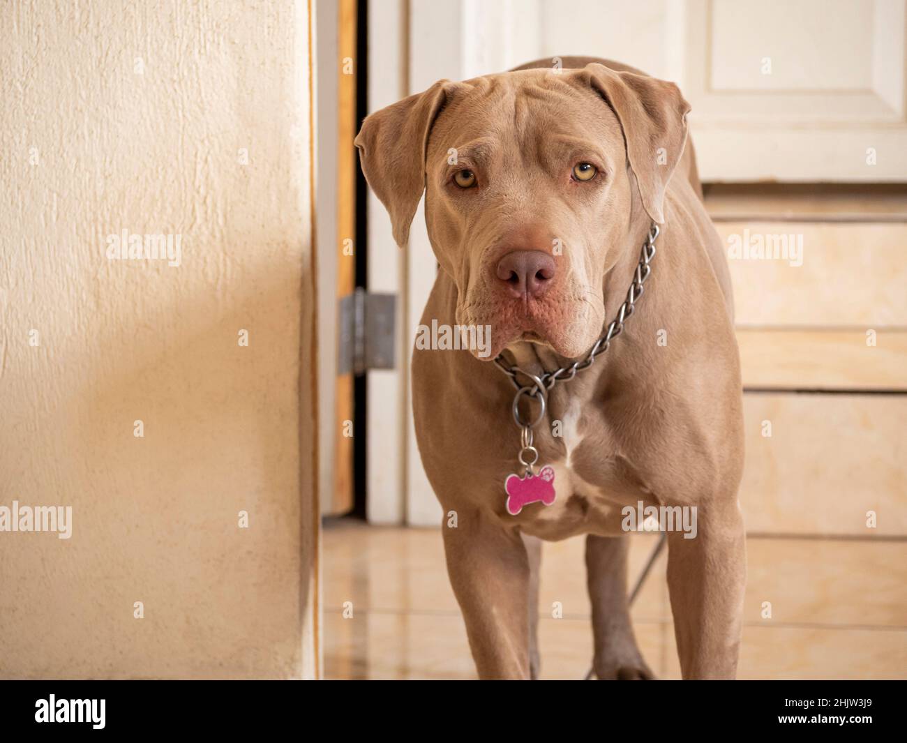 Pitbull Marron Fotos E Imagenes De Stock Alamy