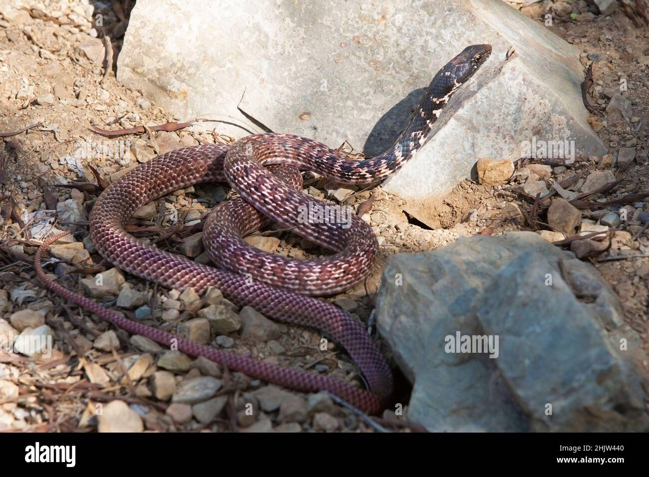 Coachwhip caza de serpientes para presas en el desierto de Sonora. Masticophis flagellum Foto de stock
