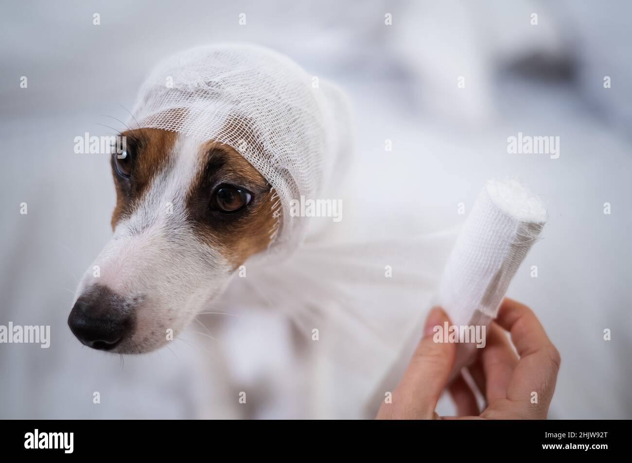 El veterinario envuelve un vendaje alrededor de la cabeza de un perro Jack  Russell Terrier Fotografía de stock - Alamy