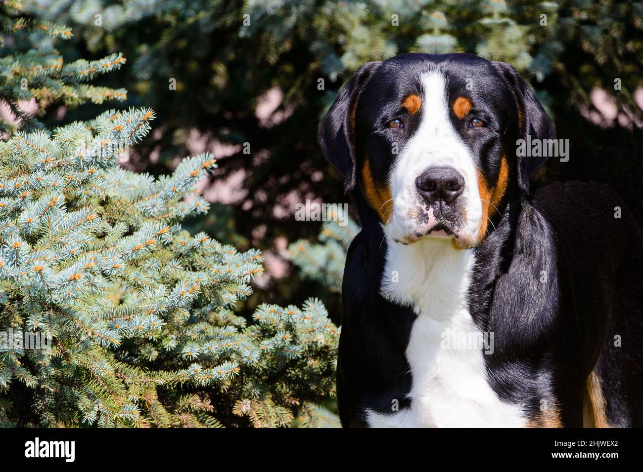 Retrato del Gran perro de montaña suizo. El Gran perro de montaña suizo se encuentra en el parque de la ciudad. Foto de stock