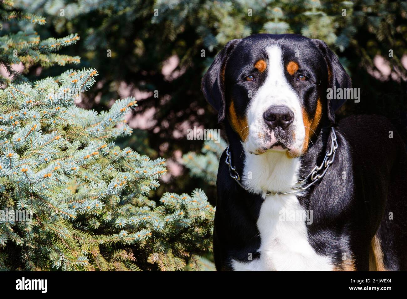 Mayor perro de montaña suizo con cuello. El Gran perro de montaña suizo con cuello está en el parque de la ciudad. Foto de stock