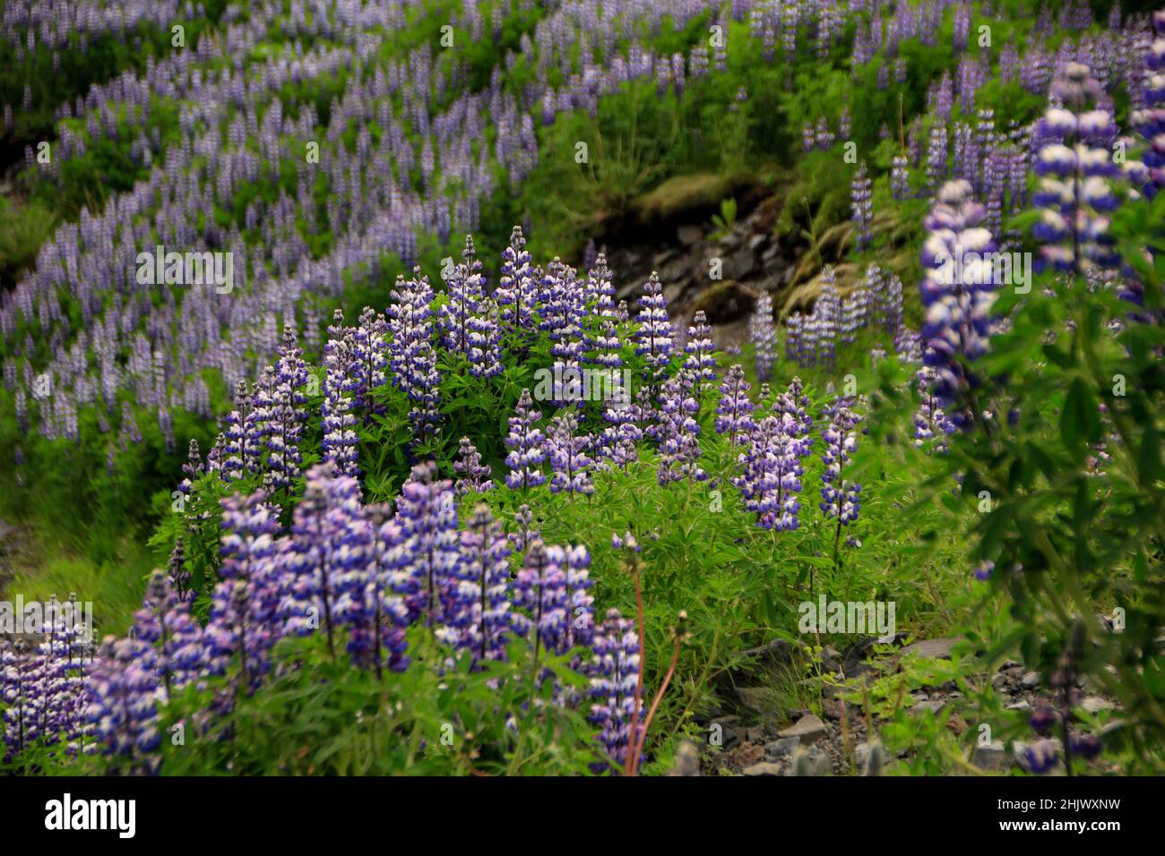Primer plano de los altramuces (Lupinus nootkatensis) que florecen en Seljavellir, Islandia Foto de stock