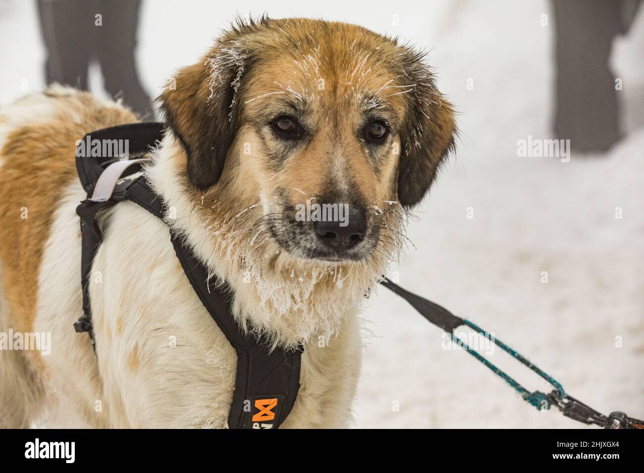 Perro de montaña checo, retrato de primer plano de un perro congelado. Alimentar a un perro en invierno. Escarcha sobre el bigote del perro. Carreras de perros de trineo de invierno. Foto de stock