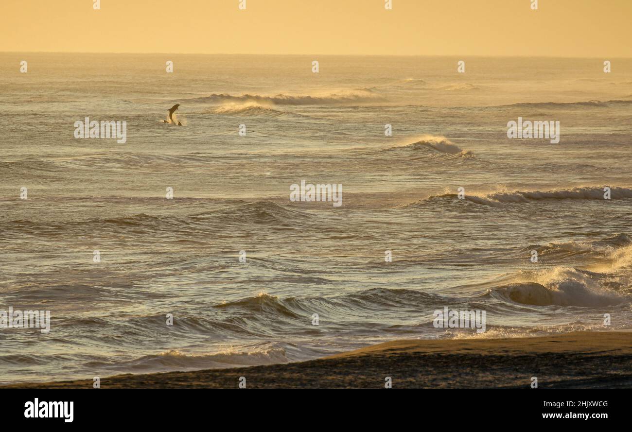 Delfines saltando por el mar al atardecer, Henties Bay, Namibia Foto de stock