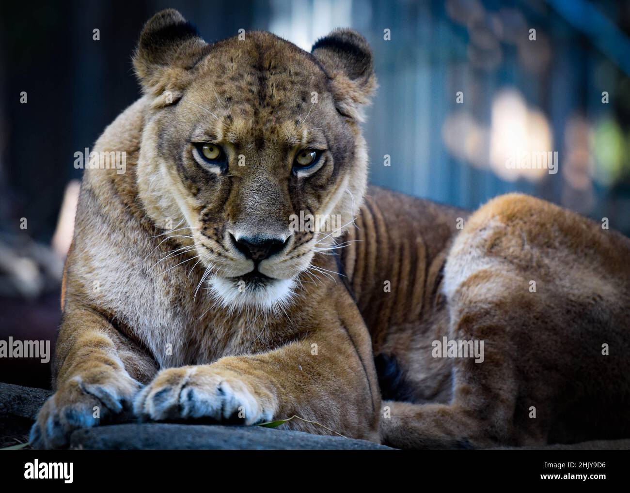Retrato de la leona mirando y mirando la cámara. Foto de stock