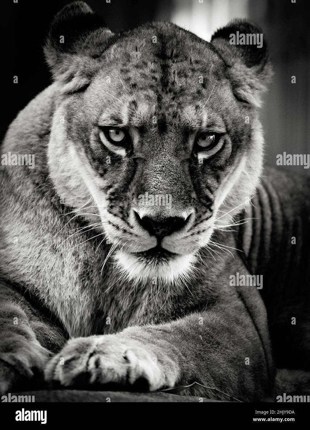 Retrato de la leona mirando y mirando la cámara. Blanco y negro monocromo Foto de stock