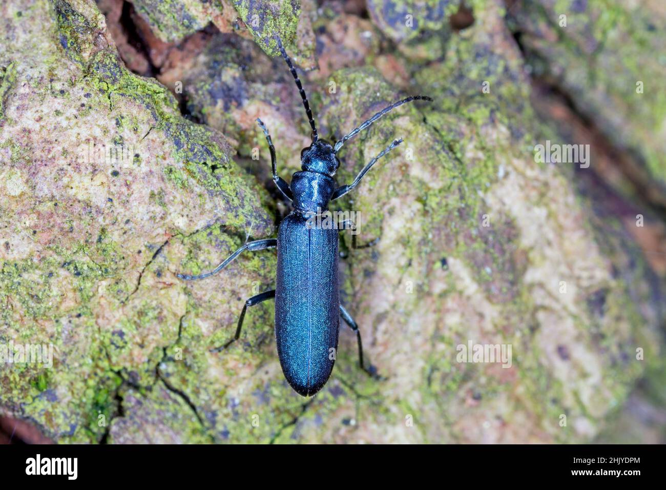 Escarabajo de la familia Oedeméridae conocido comúnmente como escarabajo blíster falso, género Ischnomera. Foto de stock