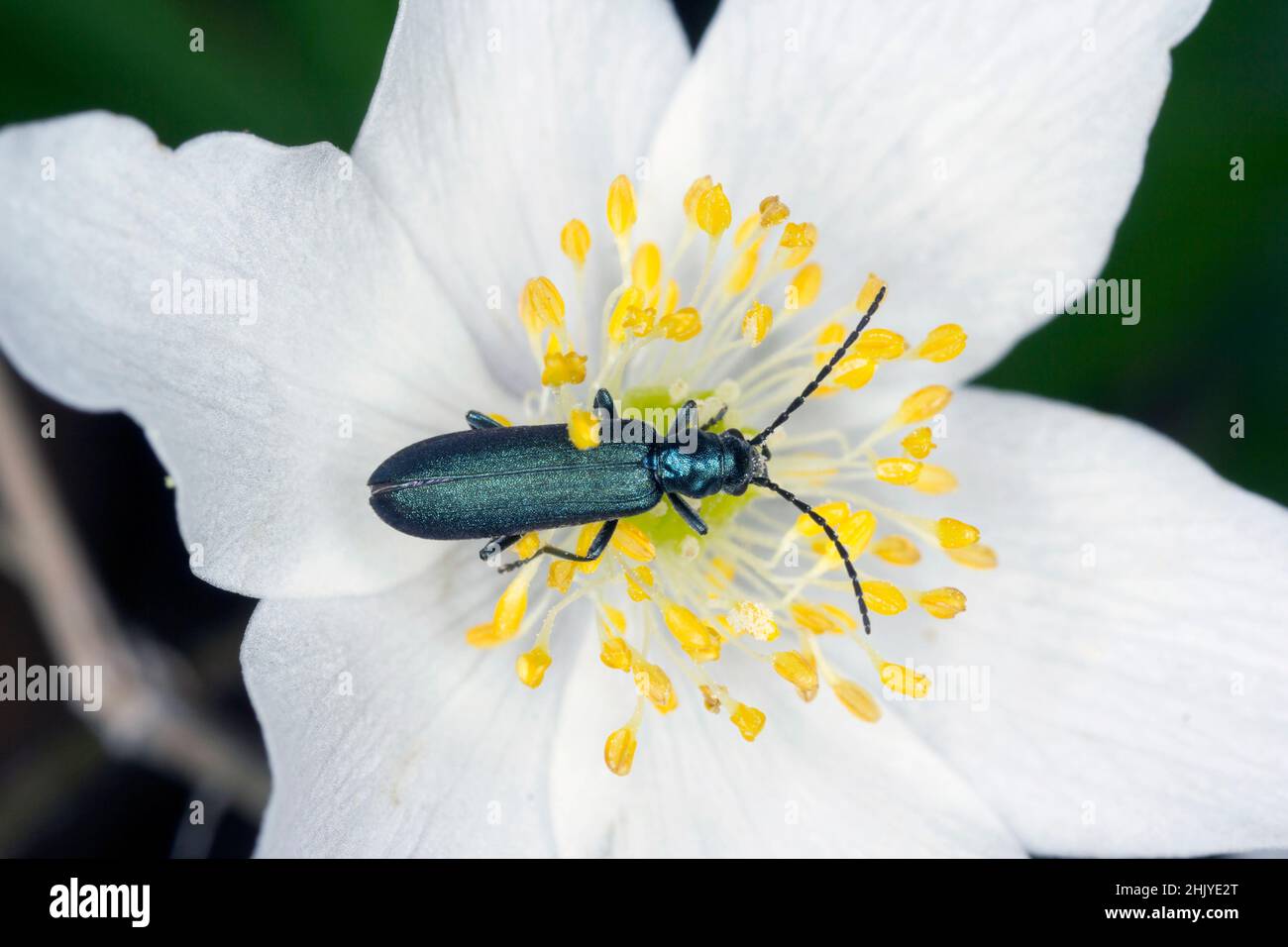Escarabajo de la familia Oedeméridae conocido comúnmente como escarabajo blíster falso, género Ischnomera. Foto de stock
