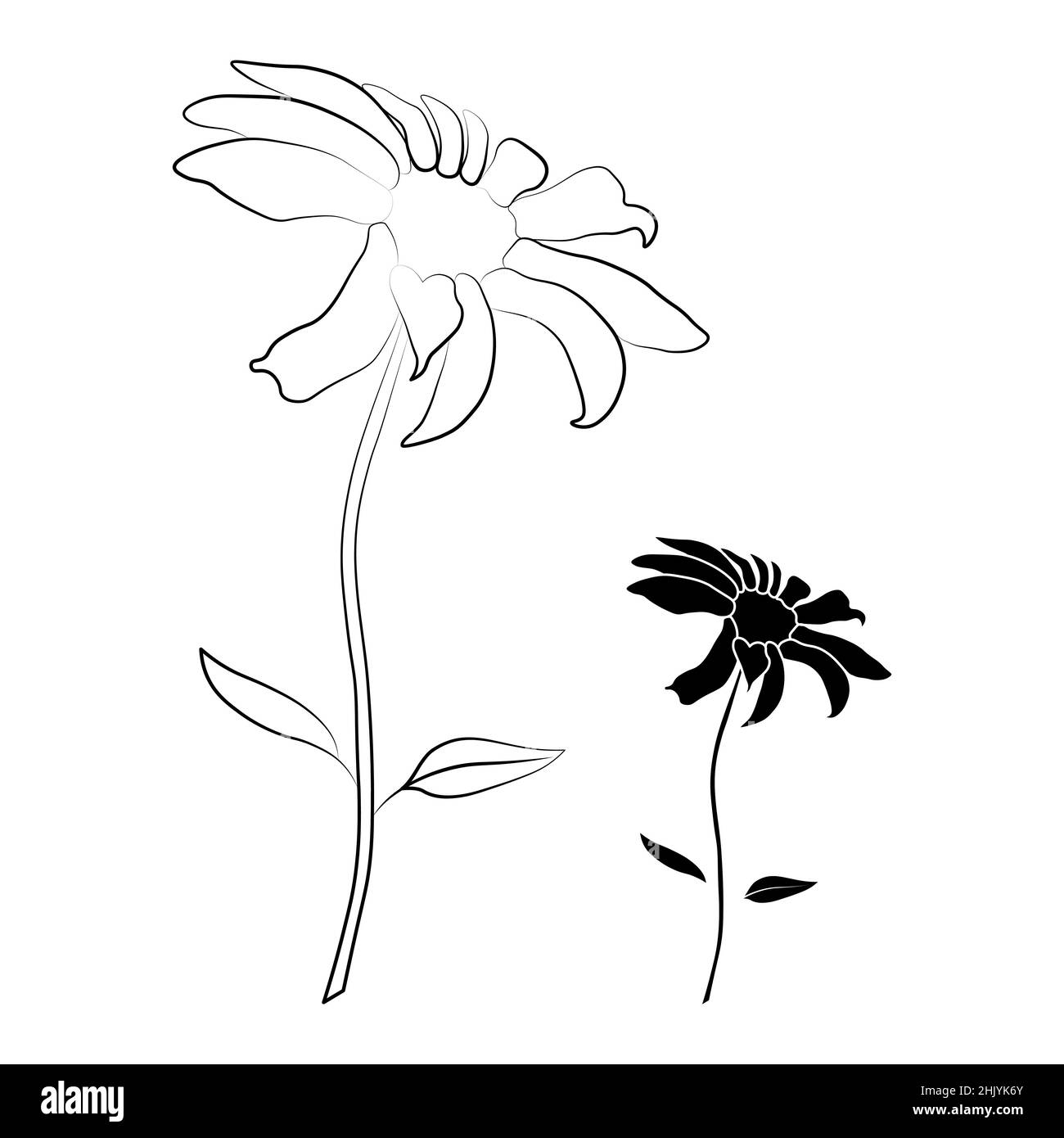 Conjunto de dos ilustraciones de vectores de flores heliopsis abiertas aisladas sobre fondo blanco. Estilo de croquis vectorial vista superior Dibujo manual de WILD, heliopsis, fals Ilustración del Vector
