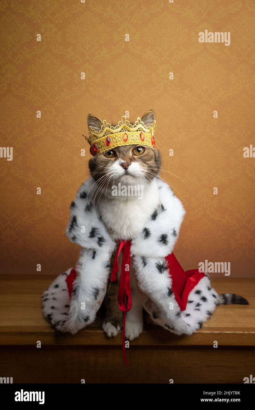 lindo gato con traje de rey y corona de aspecto majestuoso y real con  espacio de copia Fotografía de stock - Alamy