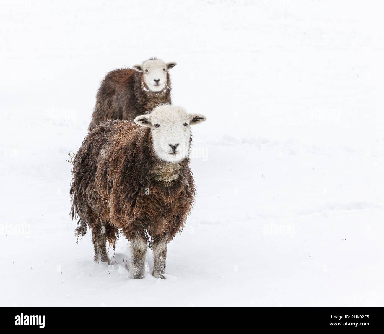 Ovejas Herdwick (cordero de oveja) en la nieve Foto de stock