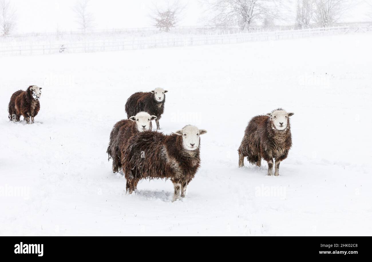 Ovejas Herdwick (cordero de oveja) en la nieve Foto de stock