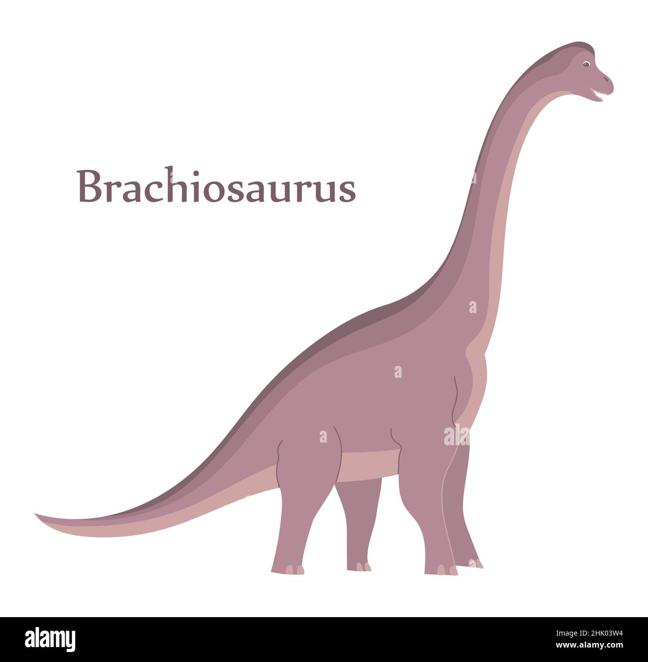 Braquiosaurio grande con cuello largo. Dinosaurio herbívoro del período  jurásico. Ilustración de dibujos animados vectoriales aislados. Fondo  blanco Imagen Vector de stock - Alamy