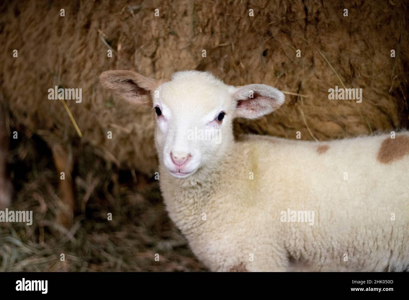 Familia de ovejas con cordero en el granero en una pequeña granja rural en Pennsylvania, Estados Unidos Foto de stock